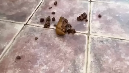 VeganLinda - Best of CRAZY Poo & Pee Canary islands (PART II)
