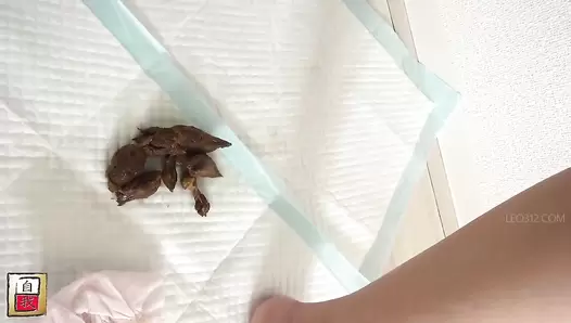 JG-502 05 Closely captured several days of poops. Filmed by Kasumi herself
