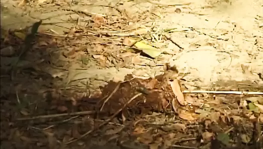 Kaviar Amateur 19