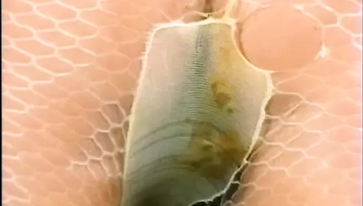 Kaviar Amateur 02
