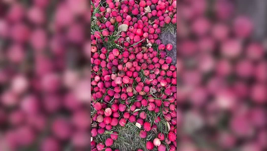 Lily - Diarrhea in an apple orchard